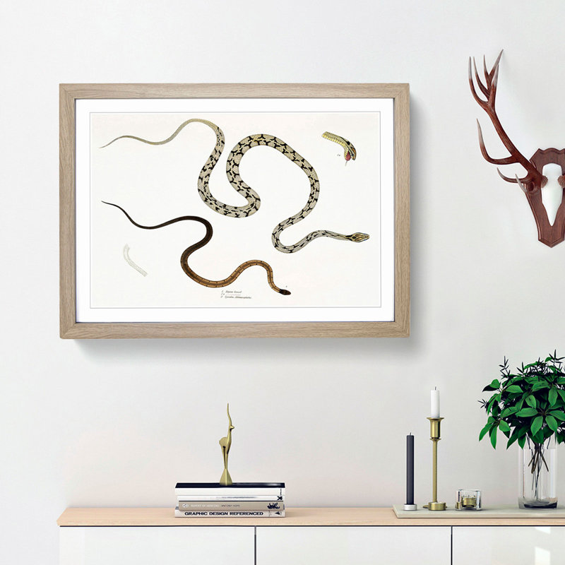 Illustrations of Snakes by John Edward Gray - Picture Frame Painting Print, 27cm H x 36cm W x 2cm D, Oak Framed