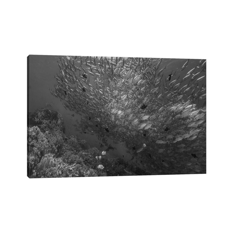 Cavalla school and Butterflyfish, Balicasag Island, Philippines 1 Piece Wall Art on Canvas, 30.48 cm H x 45.72 cm W, Canvas