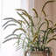 39.37'' Faux Dogtail Grass Plant-349836080