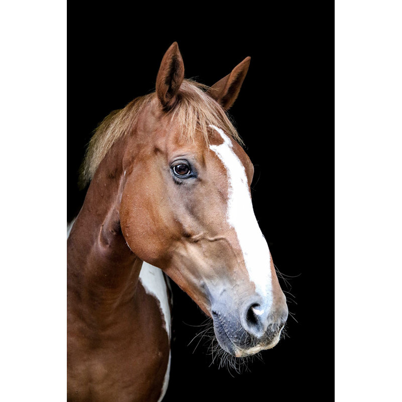 Wrapped Canvas Print, 36" H x 24" W x 1" D