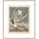 Goéland bonapartien des oiseaux d'Amérique par John James Audubon