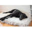  Tapis pour chien Puprug Runner-562120706-562120705