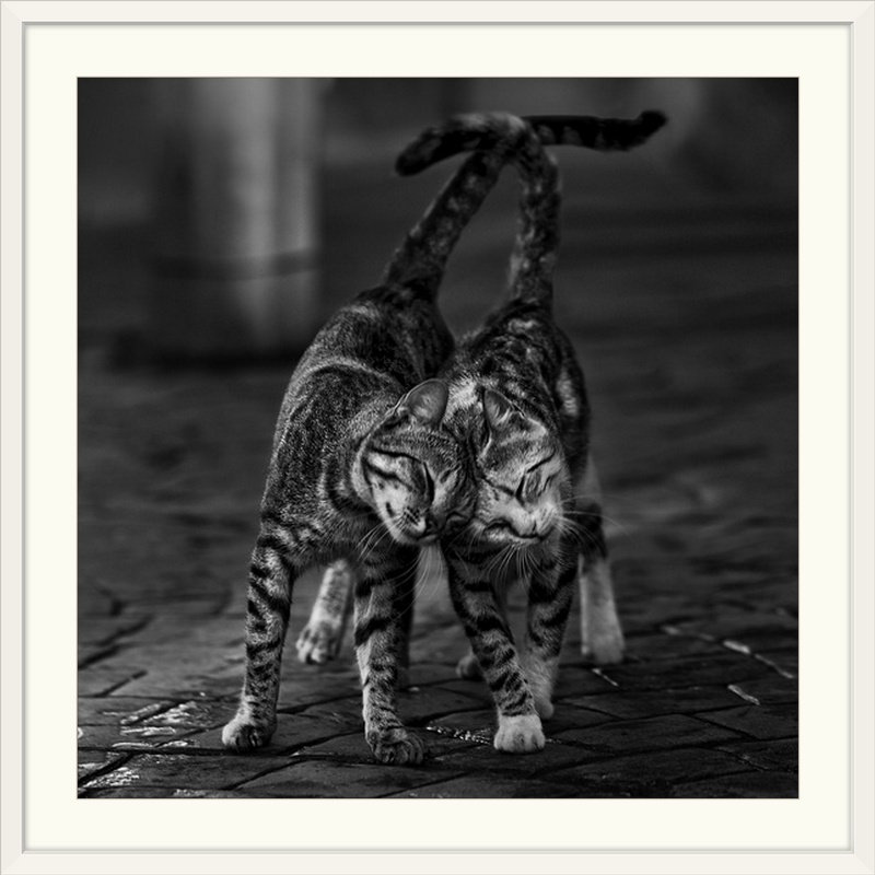 «Straub 'Alley Cats in Love», reproduction de photo, Cadre blanc, H 24 po x l 24 po x P 1 po