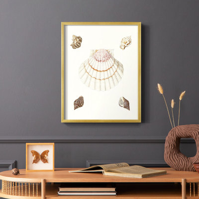 Pastel Knorr Shells IV Framed Print - Solid Wood