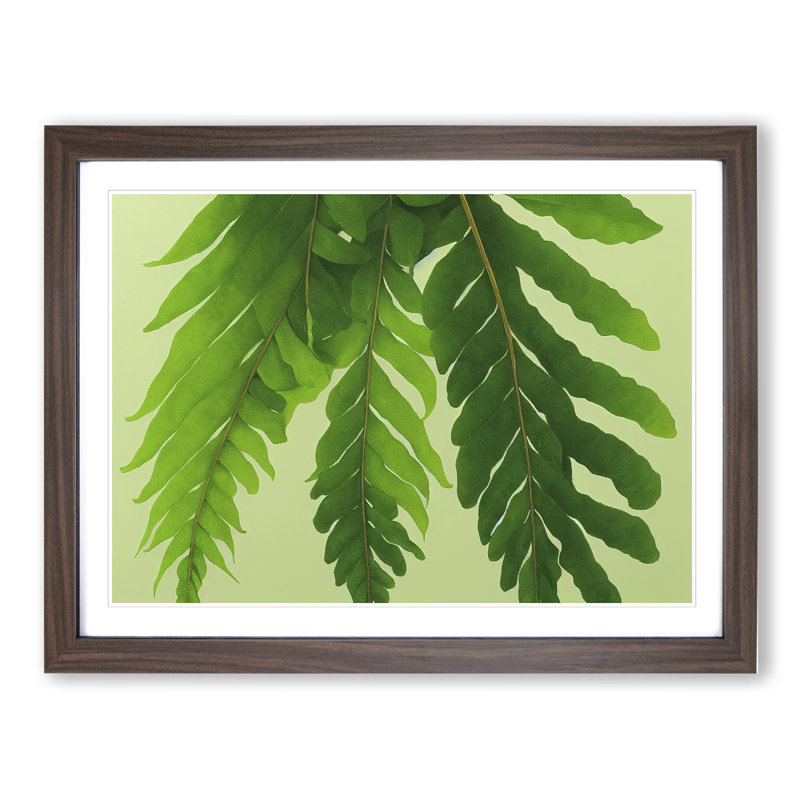 Unusual Fern Leaf - Framed Print, 25cm H x 34cm W x 2cm D, Walnut