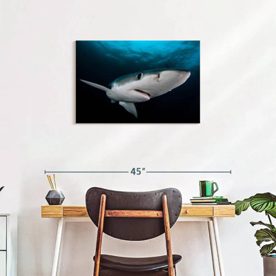 Brampt Underwater Blue Shark