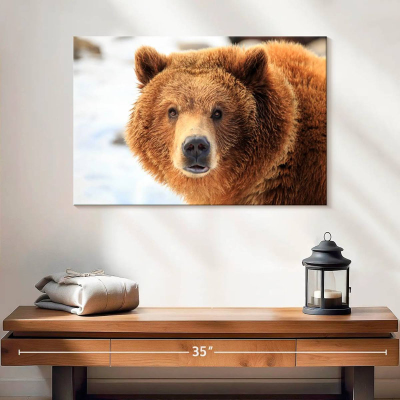 Regard d'ours grizzly, H 16 po x l 24 po