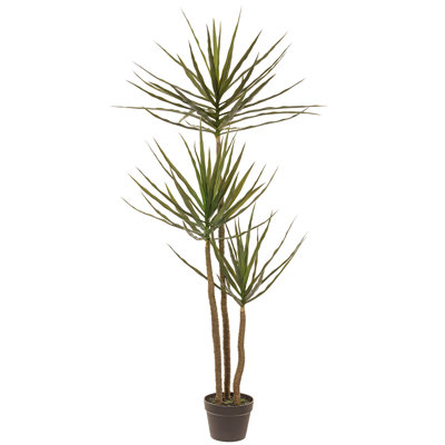60" Dracaena Tree In Plastic Pot Green