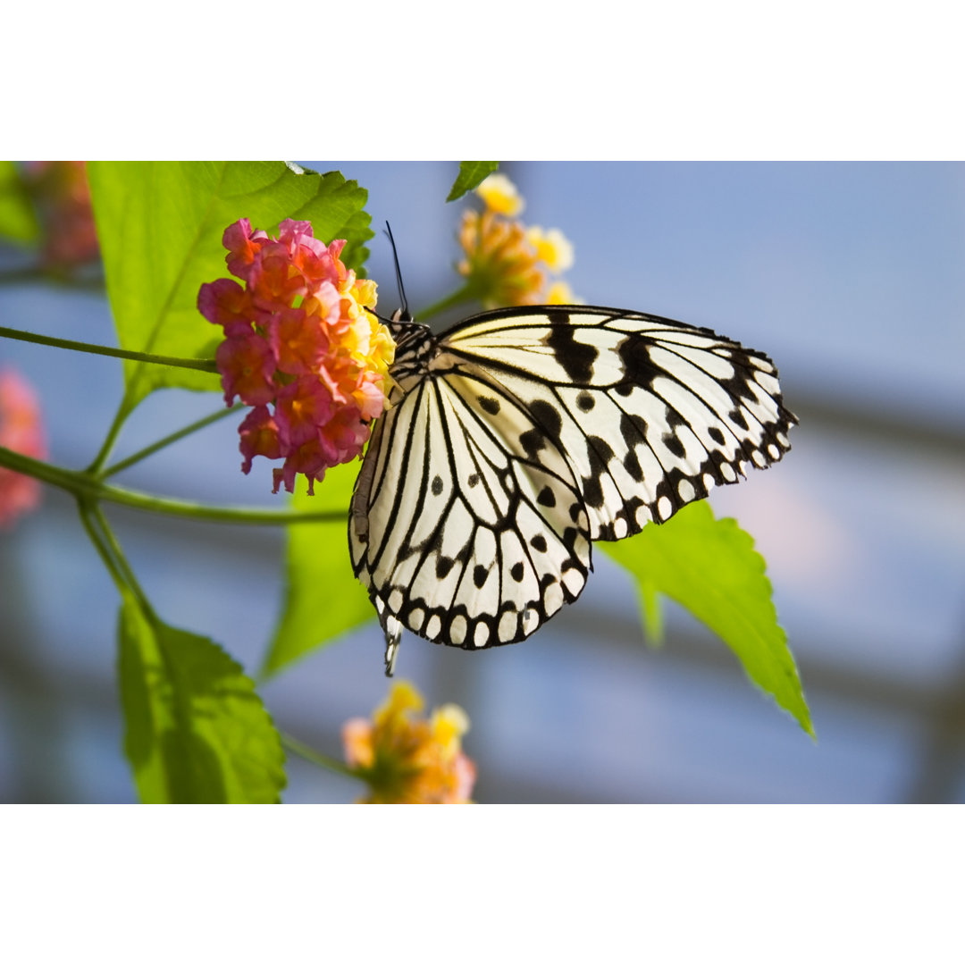 Schmetterling auf Blume von Evgenyb - Drucken