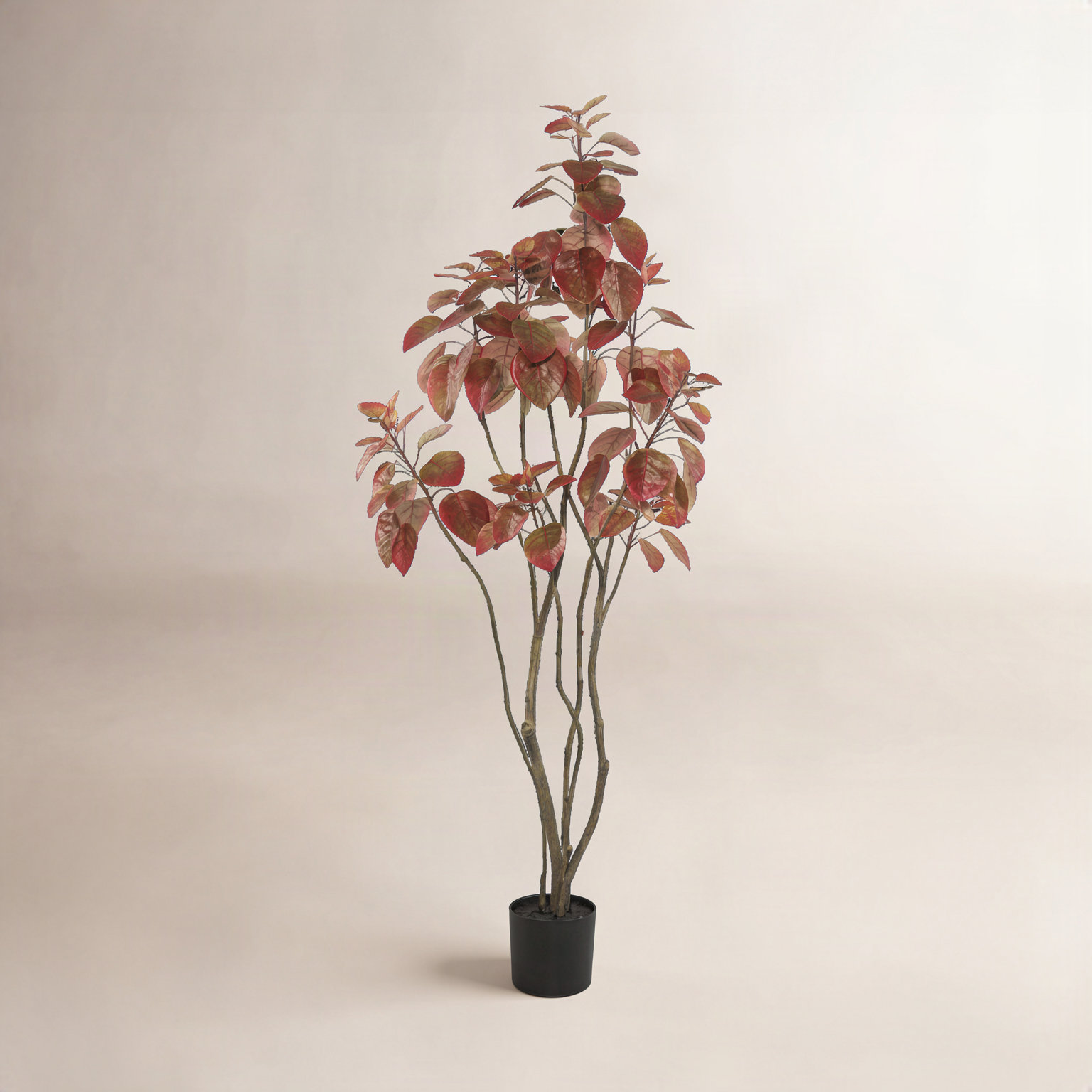 48" Cotinus Coggygria Tree in Pot, Red