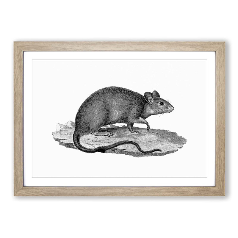 Rat Illustration - Picture Frame Drawing Print, 27cm H x 36cm W x 2cm D, Oak Framed