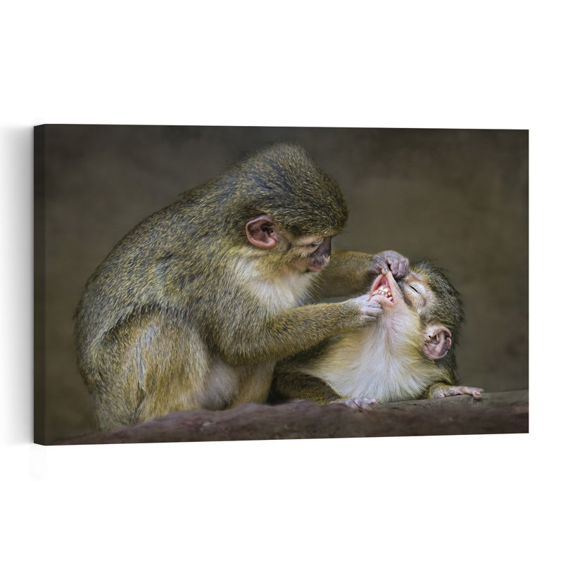Playful Monkey Grooming Playful Contemporary Monkey Nature Wildlife Wall Art Print 1 Piece Wrapped Canvas Wall Art