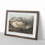 A Trumpeter Swan by John Audubon - Single Picture Frame Painting-55457586-55457587