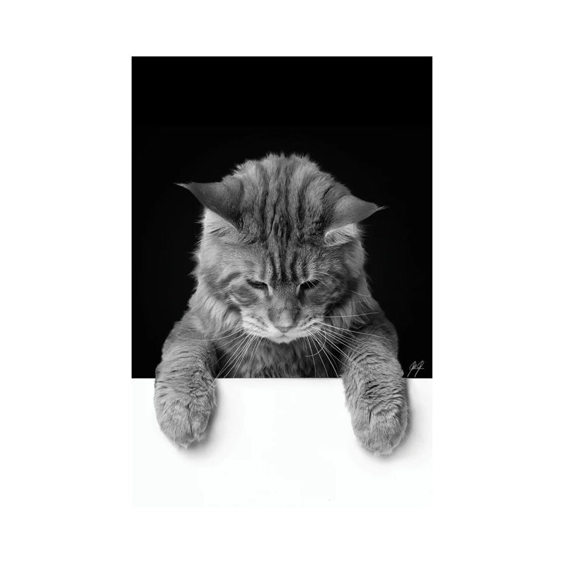 Cute Cat I by Kathrin Federer - Wrapped Canvas Print