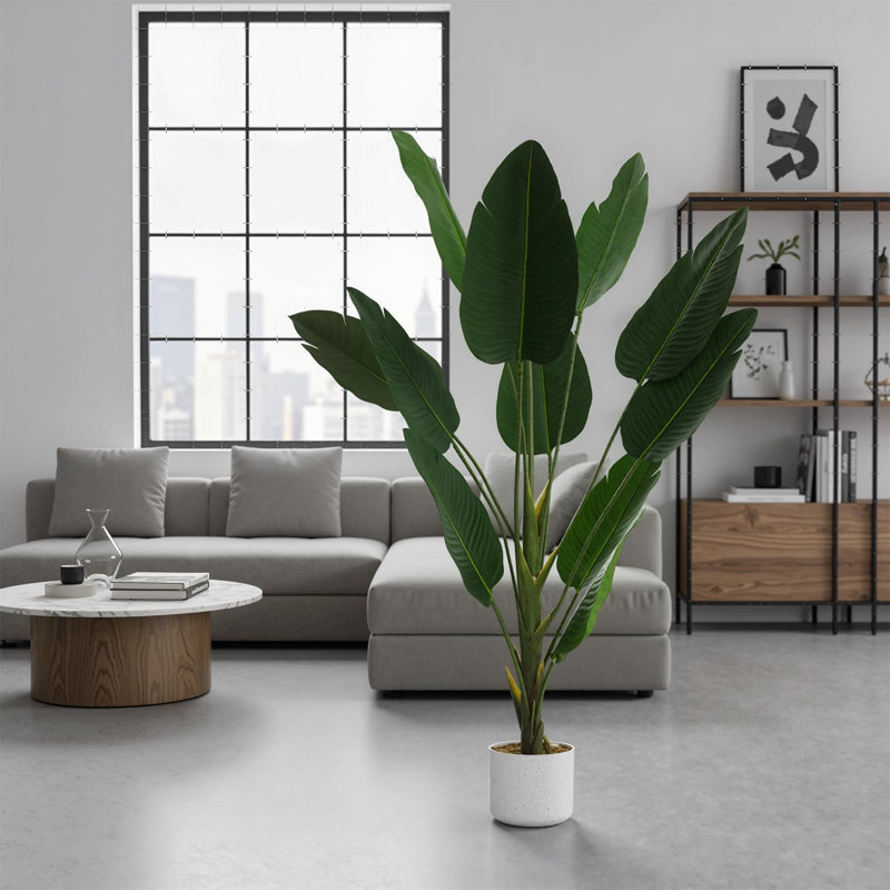 147cm Plant