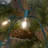 Bailey-Mai Electric LED Globe String Lights with 25 Clear Bulbs