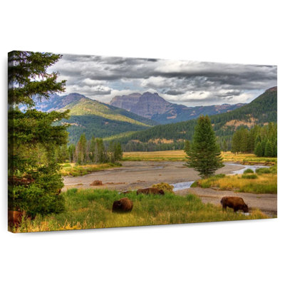 Alvord Bisons In Yellowstone