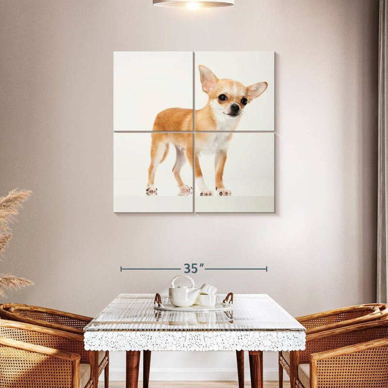 Chihuahua précieux, H 38 po x l 38 po