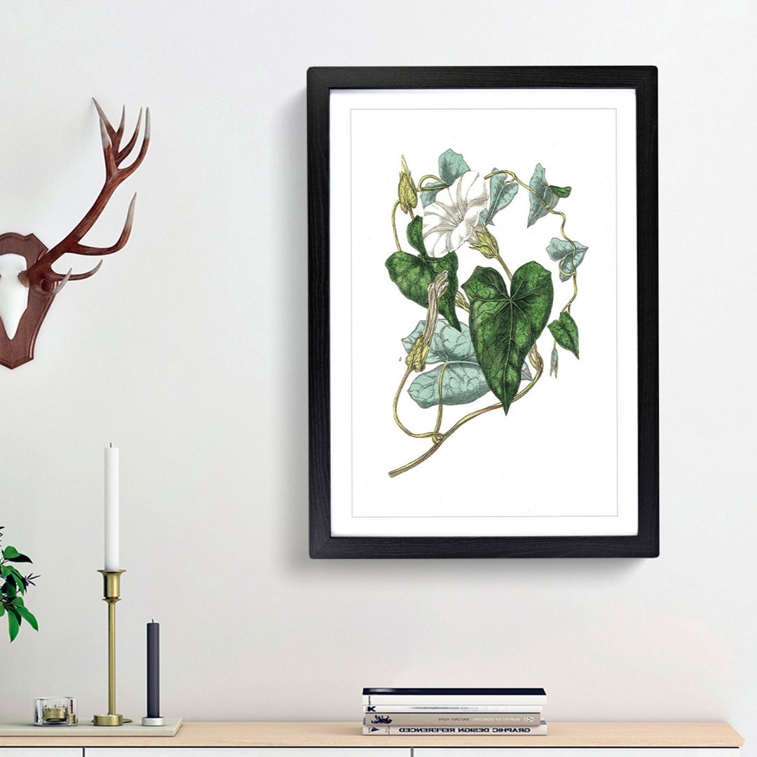 Bindweed Illustration - Framed Print