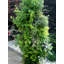 Pot Planter-14033568