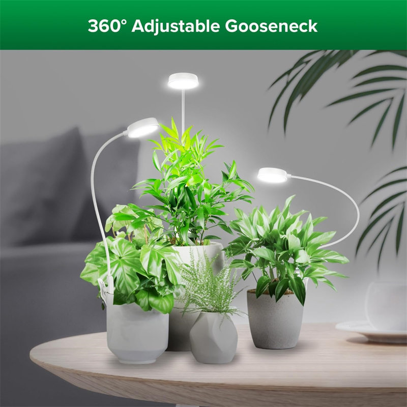 Naomi Grow Light