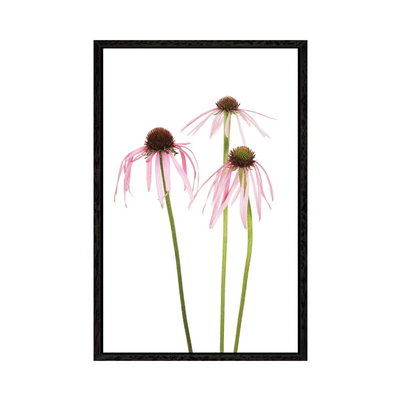 Pale Purple Coneflowers. Marion County, Illinois, USA. 1 Piece Wall Art on Canvas, 66.04 cm H x 45.72 cm W, Black Framed