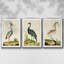Heron Portrait I, ensemble de 3 toiles encadrées-97792282-97792278