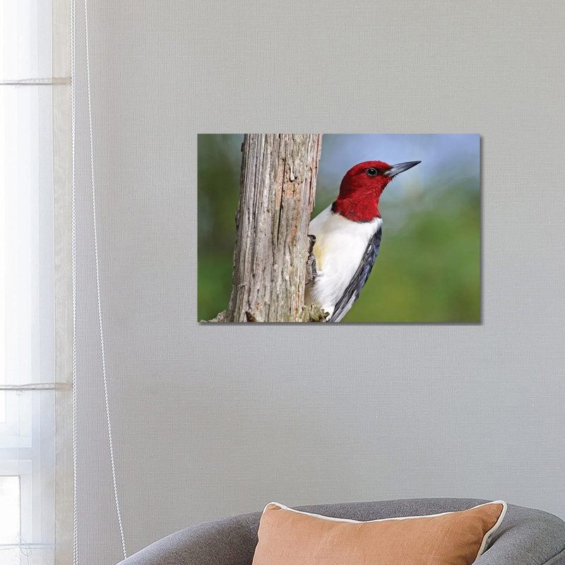 Red Headed Woodpecker by Brian Wolf - Wrapped Canvas Print, 66.04 cm H x 45.72 cm W x 1.91 cm D