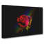 Rainbow Upon A Red Rose In Abstract - Wrapped Canvas-55338287
