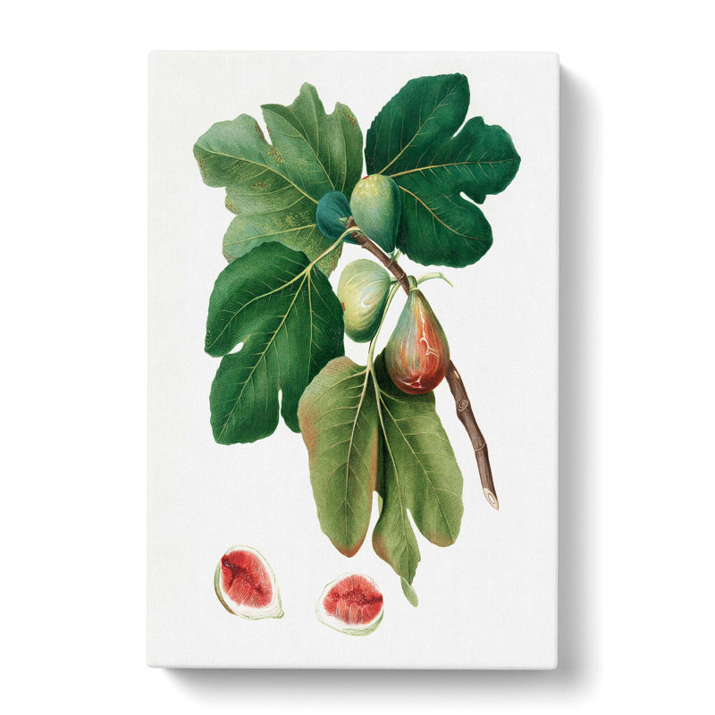 Common Figs by Giorgio Gallesio - Wrapped Canvas Painting, 76cm H x 50cm W x 3cm D