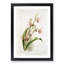 Magnolia Flowers Illustration Tab. 51 by Frederick Sander - Picture Frame Painting Print-55760178-55760179