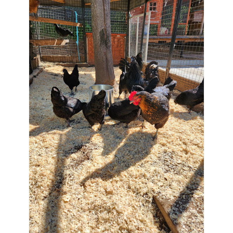 Rugged Ranch Metal Chicken Feeder 15 Lb. Capacity