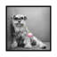 « ziggy », reproduction de photo sur toile tendue Rachael Hale-72402781-72402784-72402802