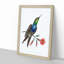Furcated Hummingbird by George Shaw - Framed Print-55620658-55620659