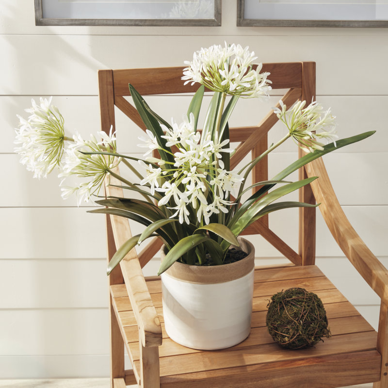 Conservatory Agapanthus Drop in Plant, 29" H x 8" W x 8" D