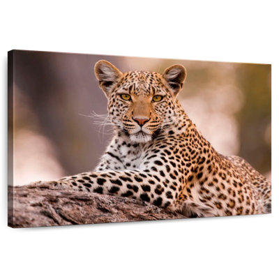 Léopard Brampt Botswana