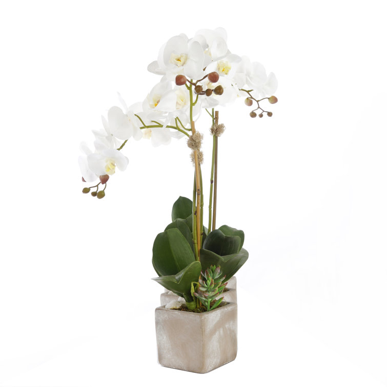 JennySilks Three Sisters Real Touch Orchid Centerpiece in Pot | Perigold