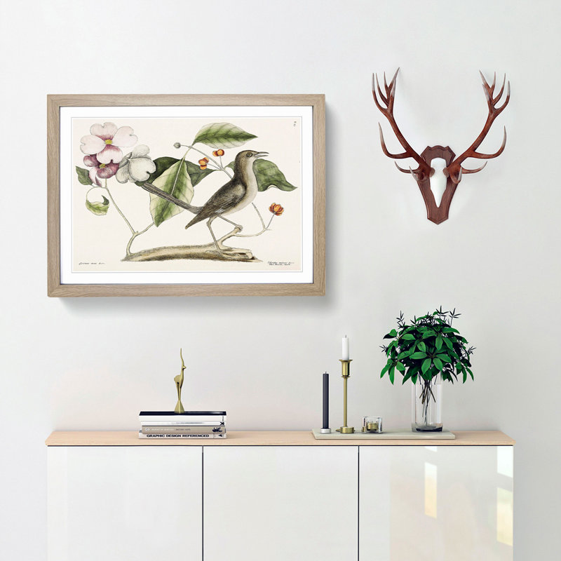 Mockingbird by Mark Catesby - Framed Print, 62cm H x 87cm W x 2cm D, Oak Framed
