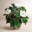 Garden Magnolia In Planter-1730606624