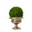 Boxwood Topiary