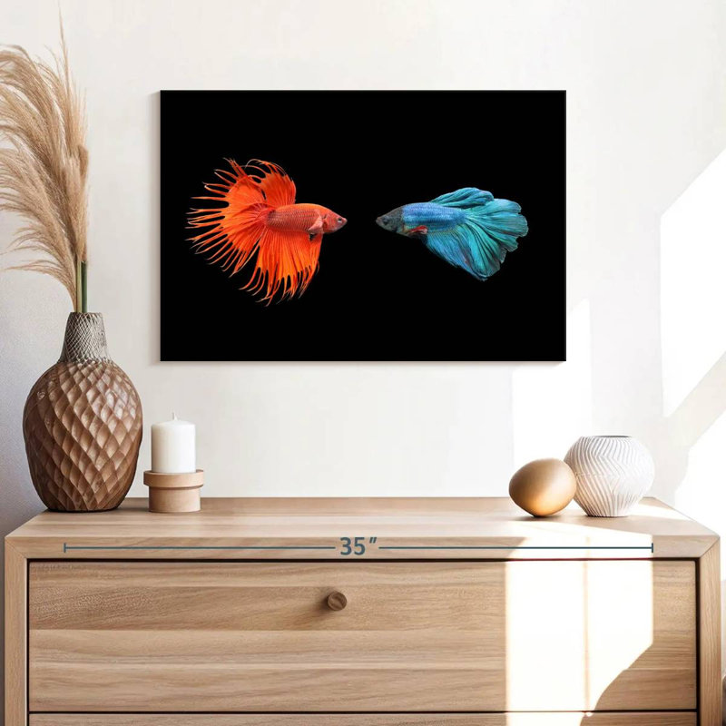 Brampt Betta Fish Meet, 16" H x 24" W