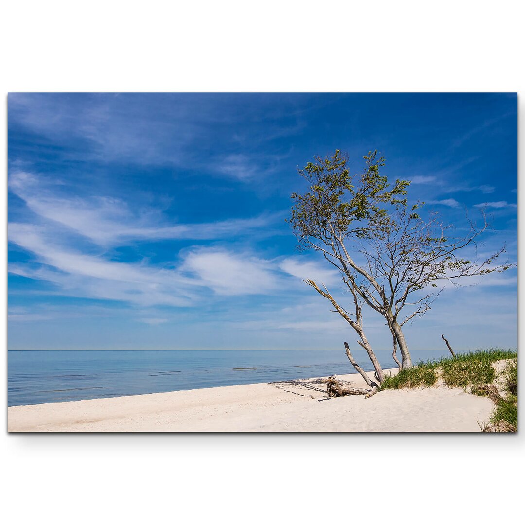 Leinwandbild Baum am Strand – Ostsee