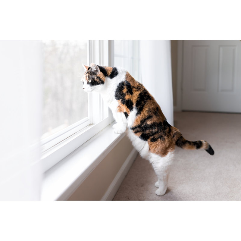 Kitty - Wrapped Canvas Print, 30cm H x 46cm W x 3.8cm D
