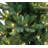 Lighted Pine Christmas Tree-909240476