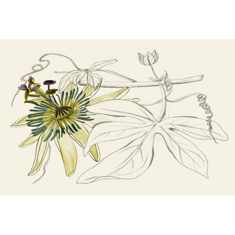 Passionflower I by Melissa Wang - Painting, 30 cm H x 46 cm W, Black Floater Framed