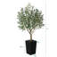 Olive artificielle Altera résistante aux rayons UV de 5 pi pour la décoration intérieure et extérieure, grande base en plastique avec galets-1763515180-1763515181
