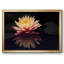 Photographie, étude, nénuphar encadré sur toile-237468326-237468312