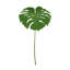 Philodendron Stem (Set of 2)