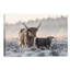 «Highlander and Calf», photographie-43719068-43719081