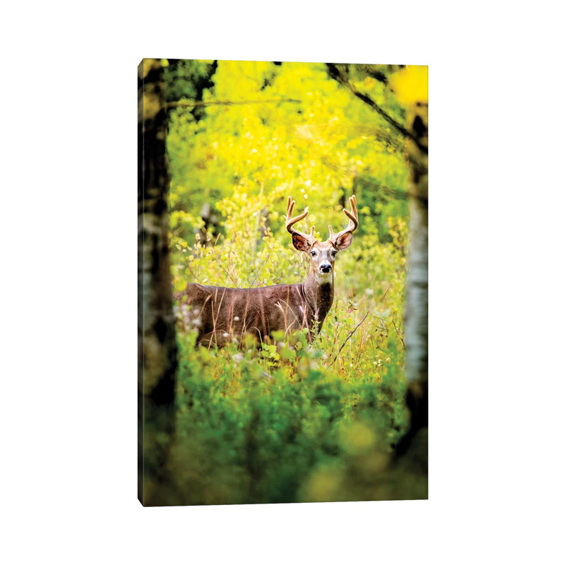 Deer in a Beam of Morning Sun 1 Piece Wrapped Canvas Wall Art, 101.6 cm H x 66.04 cm W x 1.91 cm D